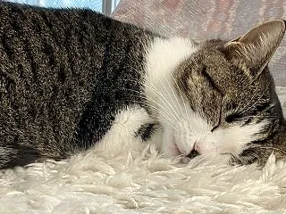 癒し