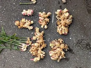 ショウガの収穫