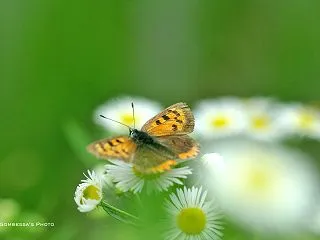 紫苑とベニシジミ ☆☆☆マクロ専科 89…