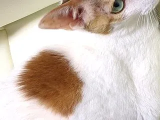 メディカルチェック