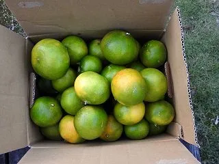 みかん収穫