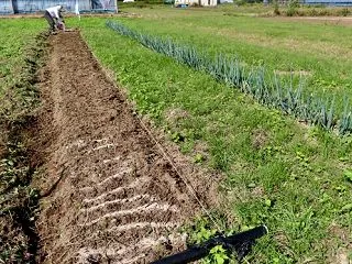 アケビ採って来た〜