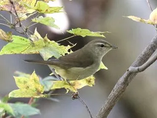 ウグイス、カシラダカ