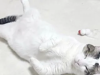 木枯らし1号でホットカーペットが恋しくな…