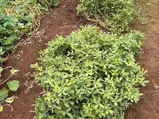 落花生 収穫 第二弾
