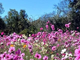清水公園秋薔薇と秋桜② & イン…