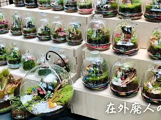 【韓国生活】近頃よく見かけるテラリウム