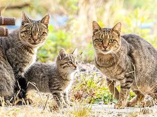 遠征先で出会ったキジトラファミリー☆