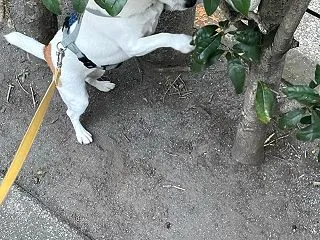 秩父札所 午歳総開帳