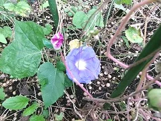 ひと味違った個性派クラウンパントSpin…