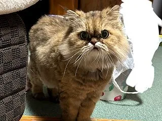 今日はハニー！【今日の一枚】