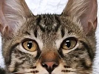 里親募集中♪オスのふくまるくん