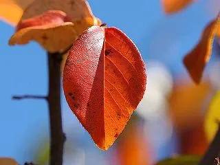 花梨の紅葉