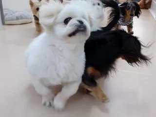 躍動感のあるペキニーズクッパ！ ひみつき…