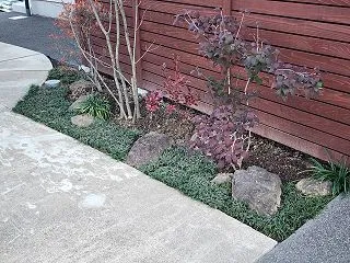 タマリュウ植栽