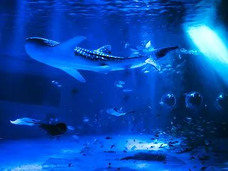 【能登観光】能登半島地震から復活した「の…