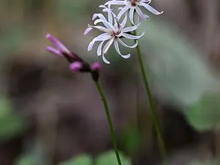 終盤でも美しいエンシュウハグマ