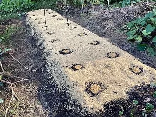 籾殻マルチ