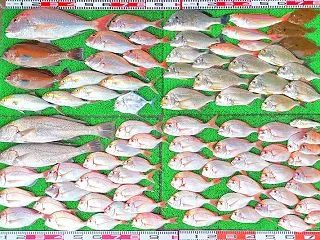 2026年10月29日 釣果