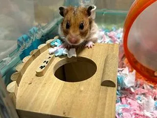 ヤンチャハムスターズ