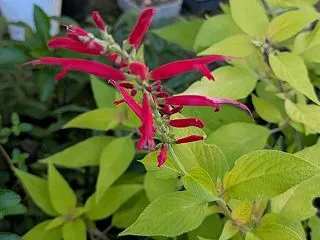 テラスの花壇 ープレクトランサス・ブルー…