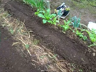 貸農園に菜物を種まきしました