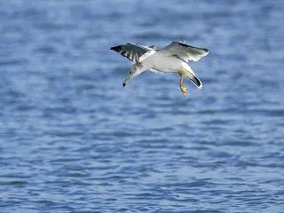 ウミネコ（海猫）＜長崎県川棚町＞