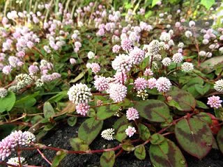 金平糖みたいな花