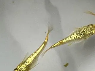 久々メダ活 越冬前最終水換え日記その12