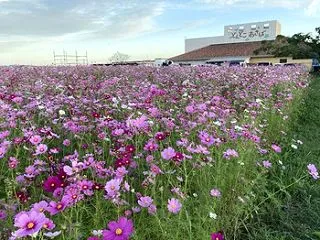 どんどこあさばのコスモス畑♪