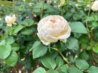 秋バラは・・・