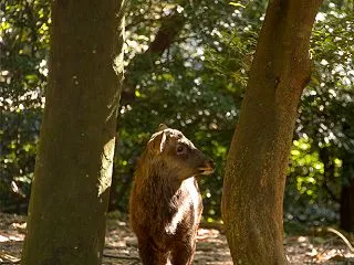 森の雄鹿