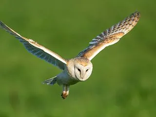 フクロウはなぜ静かに飛べる？羽のギザギザ…