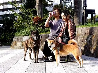 甲斐犬が突然の謝罪！カメラを確認しらたま…