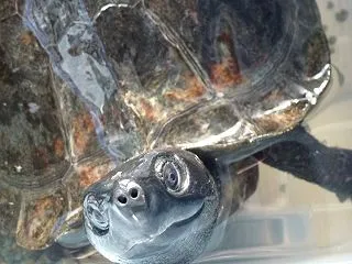 本日のクサガメ