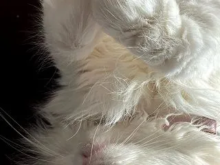 【にゃんこ】お腹を出すむーすちゃん