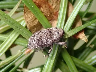 ゾウムシの仲間とヒラタアラブ類の幼虫