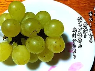 今年最後のコメ検査とクイーンニーナ