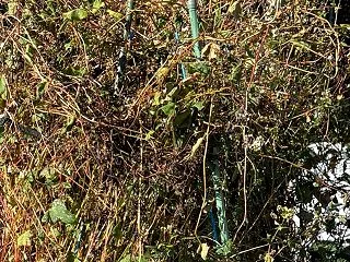 そば粉パンは諦めます、初めてのそば栽培、…