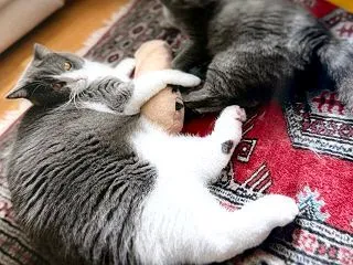 愛猫の写真でデコパージュ。艶々うるうるの…