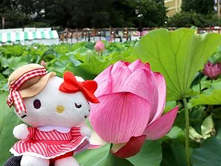 今年も上野不忍池の蓮 & マンホ…