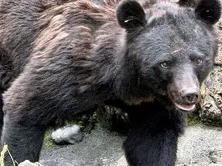 クマ目撃急増！奥多摩・青梅・日の出町エリ…