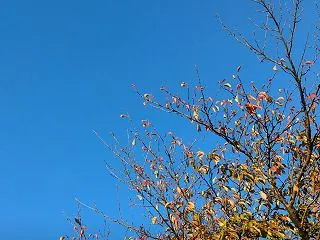 「きくりん」と共に走ります！