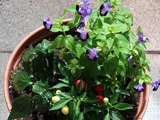 秋の寄せ植え｜育てやすい植物を組み合わせ…