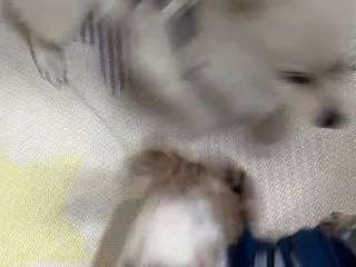 茶太とアロン、最後にあんじゅさんが⁾⁾(…