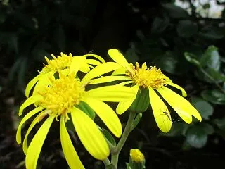 大根を炊く