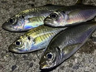 2026淡路島｜秋の夜長はサビキで中アジ…