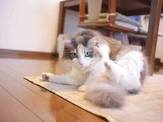 姿勢矯正ベルト。（冬みたいな今日でした）