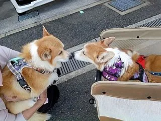 夕方はまだ元気な時間