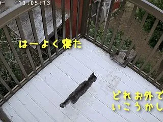 やはりテリトリーには厳しい